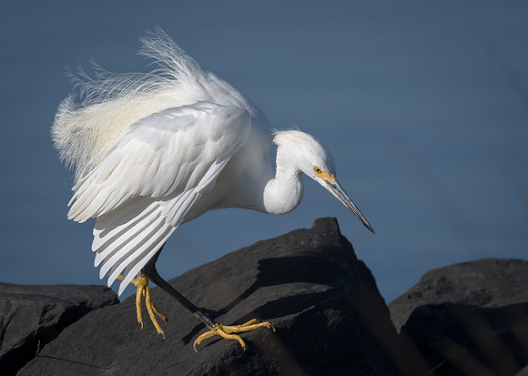 Snowy Egret