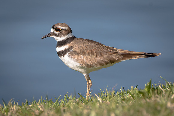 Killdeer