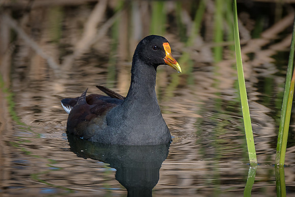 Common Moorhen