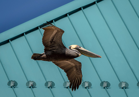 Brown Pelican