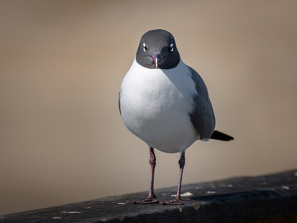 Laughing Gull