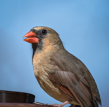 Northern Cardinal
