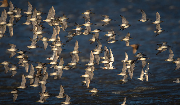 Willets in flight