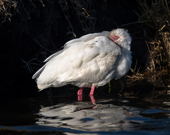 Ibis