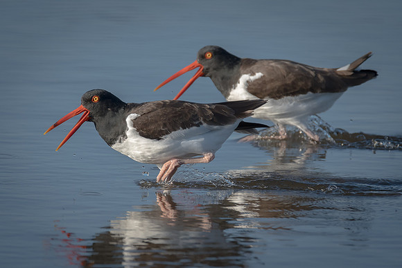Oyster Catchers
