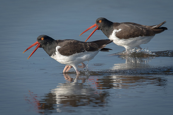 Oyster Catchers