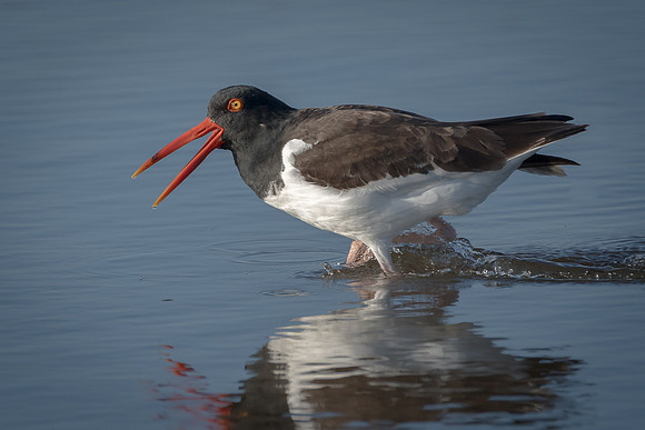 Oyster Catchers