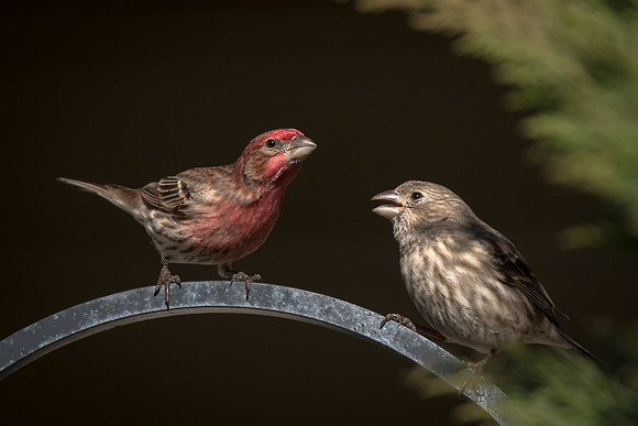 House Finches