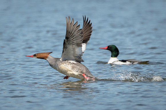 Common Mergansers