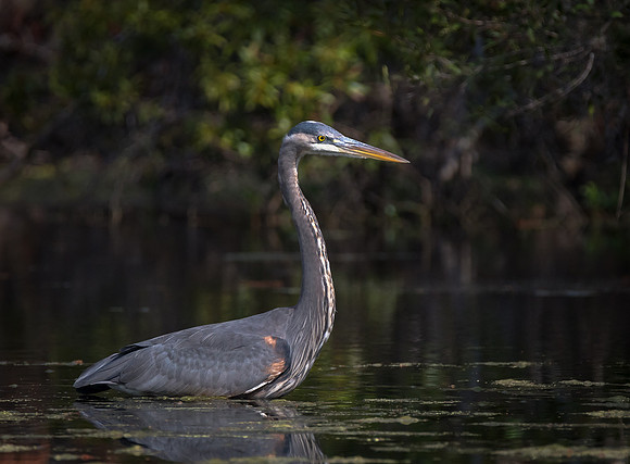 Great Blue Heron