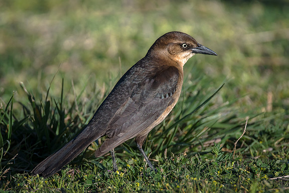 Common Grackle