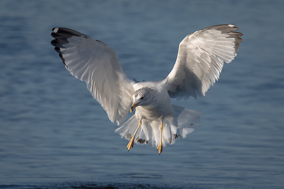 Ring Billed Gull