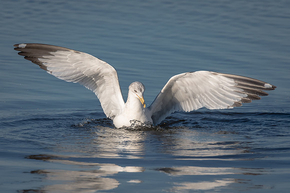 Ring Billed Gull