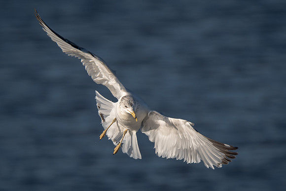 Ring Billed Gull