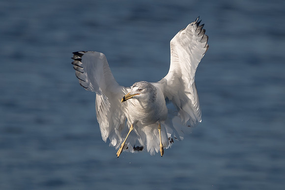 Ring Billed Gull