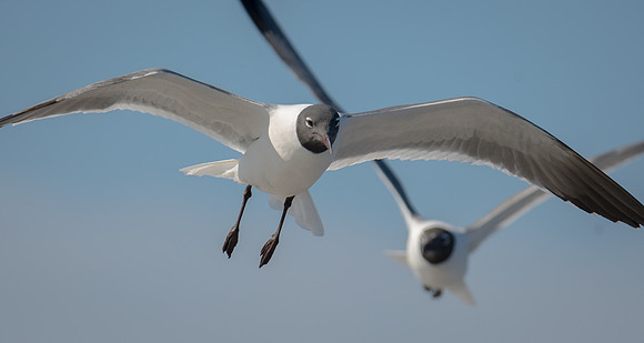 Laughing Gulls