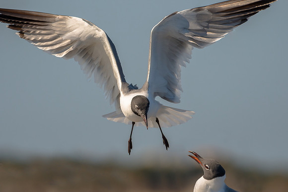 Laughing Gulls