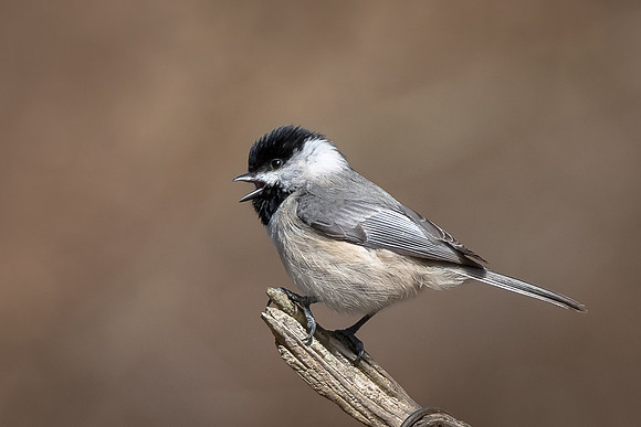 Black-capped Chickadee