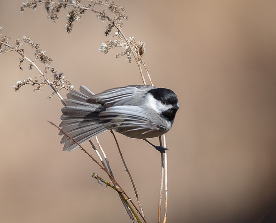 Black-capped Chickadee