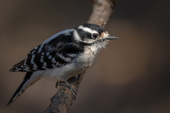 Downy Woodpecker