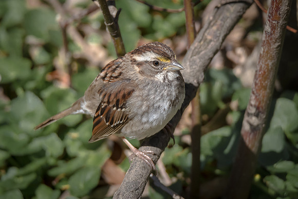 White-throated Sparrow