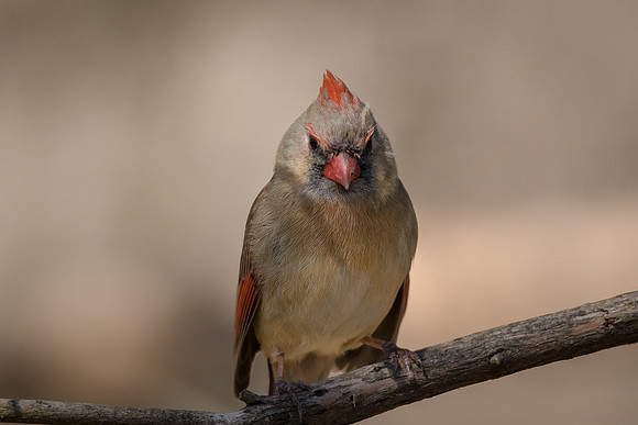 Northern Cardinal