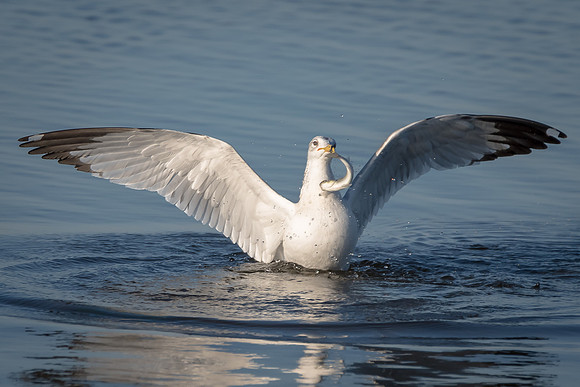 Ring Billed Gull