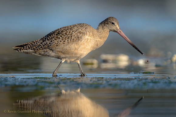 Marbled Godwit