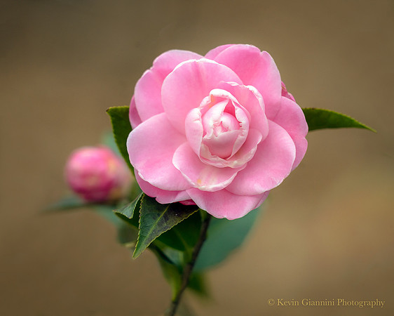 Camellia