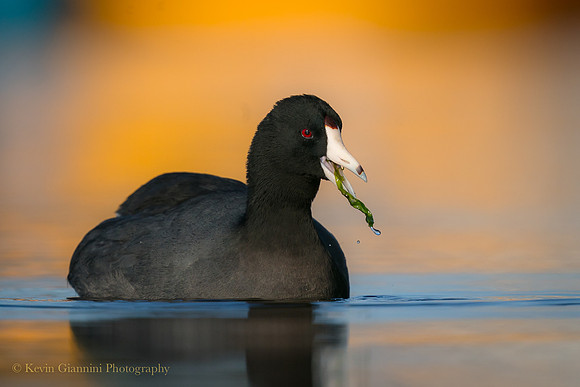 American Coot