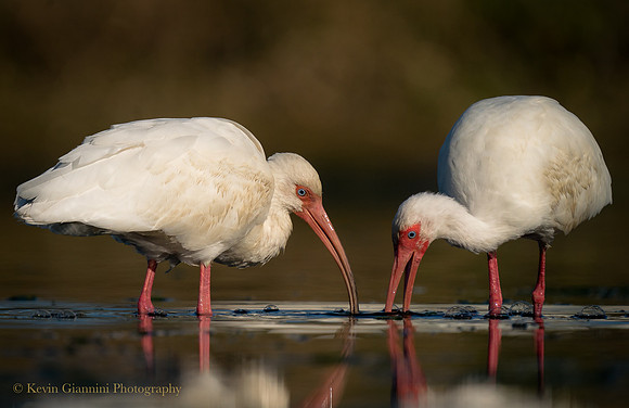 Ibis