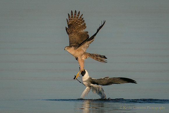 Cooper's Hawk and the gull he was trying to drown