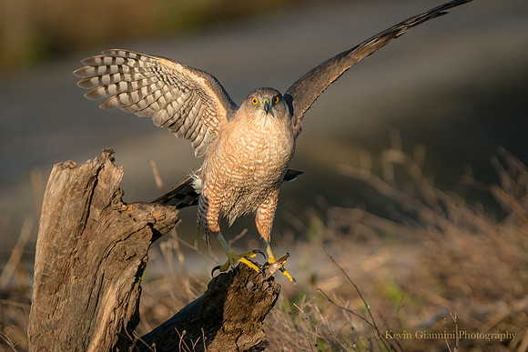 Cooper's Hawk