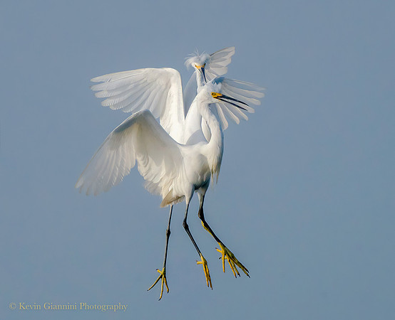 Snowy Egrets