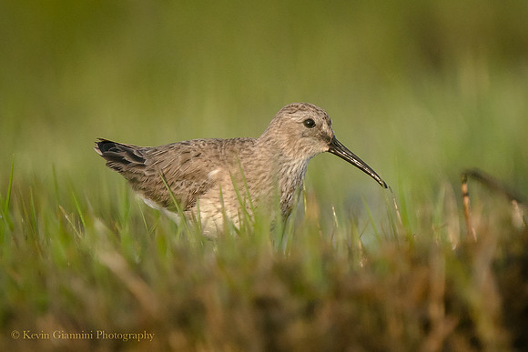 Dunlin