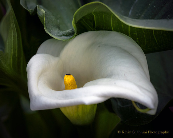 Calla Lily