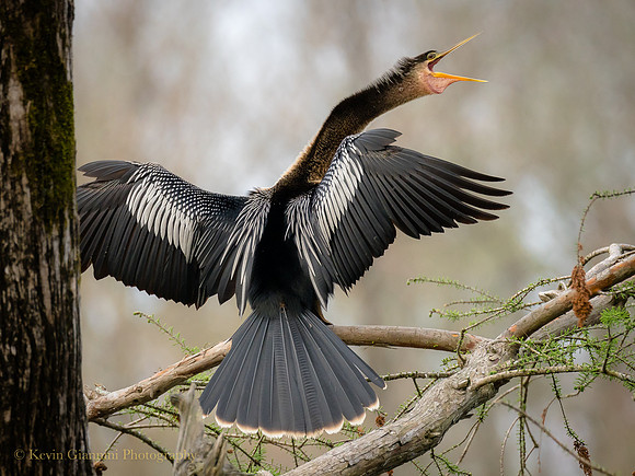 Anhinga