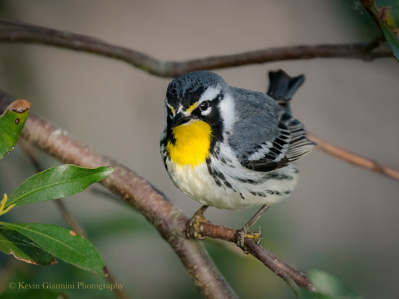 Yellow-throated Warbler