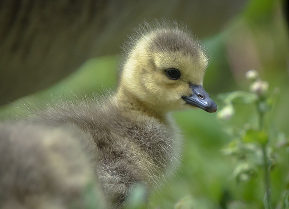 Gosling