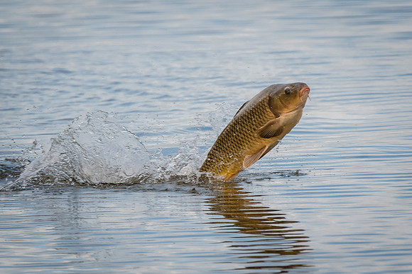 Jumping Carp