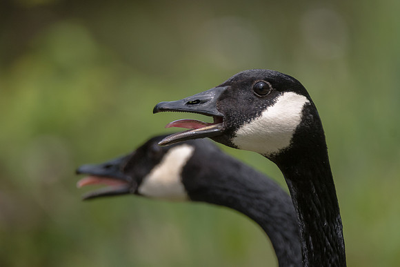 Canada Geese