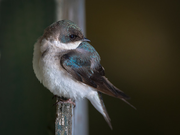 Tree Swallow