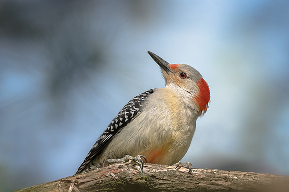 Red-breasted Woodpecker