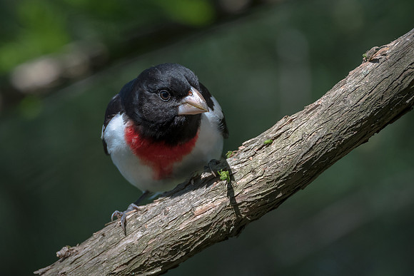 Rose-breasted Grosbeak