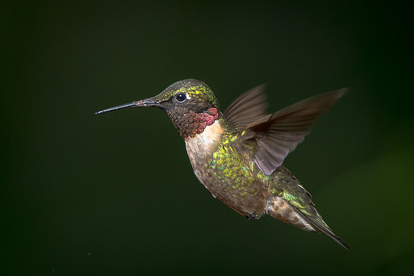 Ruby-throated Hummingbird