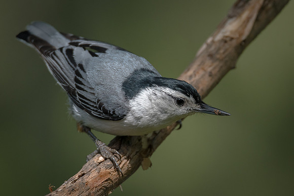 White-breasted Nuthatch