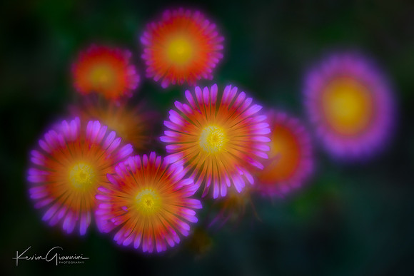 Ice Plants