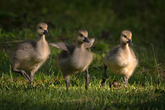 Goslings almost ready to take off!