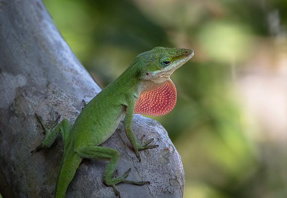 Anole