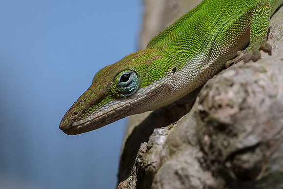 Anole
